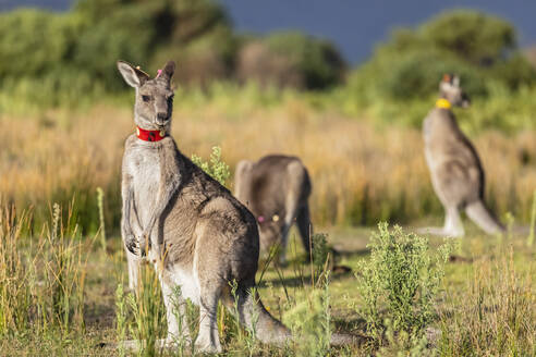 Junges markiertes Östliches Graues Känguru (Macropus giganteus) schaut direkt in die Kamera - FOF12245