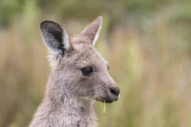 Porträt eines jungen östlichen grauen Kängurus (Macropus giganteus), das wegschaut - FOF12249