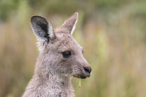 Porträt eines jungen östlichen grauen Kängurus (Macropus giganteus), das wegschaut - FOF12249