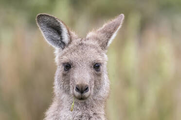 Porträt eines jungen östlichen grauen Kängurus (Macropus giganteus), das direkt in die Kamera schaut - FOF12250