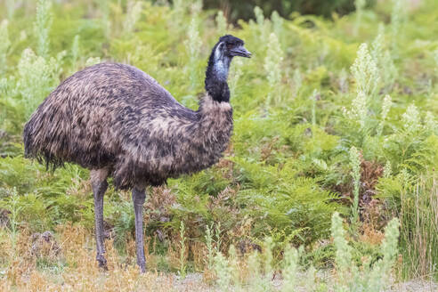 Einsamer Emu (Dromaius novaehollandiae) im Wilsons Promontory National Park - FOF12251