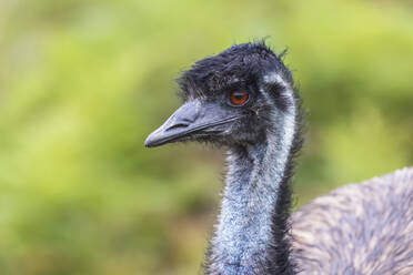 Porträt eines Emus (Dromaius novaehollandiae), der wegschaut - FOF12252