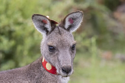 Porträt eines jungen markierten östlichen grauen Kängurus (Macropus giganteus), das direkt in die Kamera schaut - FOF12253