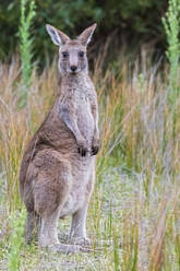 Porträt eines jungen östlichen grauen Kängurus (Macropus giganteus), das direkt in die Kamera schaut - FOF12254