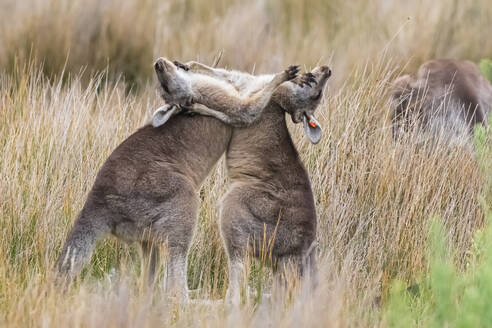 Zwei junge östliche graue Kängurus (Macropus giganteus) kämpfen im Gras - FOF12255