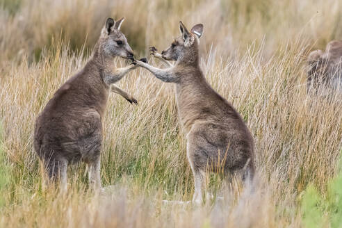 Zwei junge östliche graue Kängurus (Macropus giganteus) spielen im Gras - FOF12256