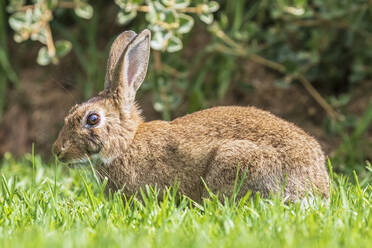 Braunes Kaninchen im Gras sitzend - FOF12257