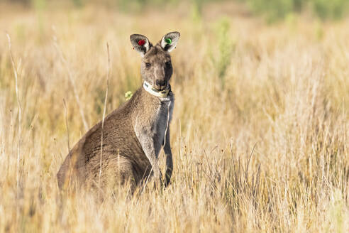 Porträt eines jungen markierten östlichen grauen Kängurus (Macropus giganteus), das gerade in die Kamera schaut, während es im Gras steht - FOF12258