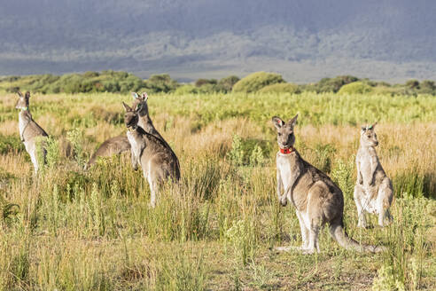 Östliche Graue Kängurus (Macropus giganteus) im Wilsons Promontory National Park - FOF12259