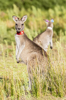 Porträt eines jungen markierten östlichen grauen Kängurus (Macropus giganteus), das direkt in die Kamera schaut - FOF12260