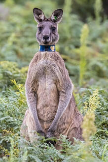 Porträt eines jungen markierten östlichen grauen Kängurus (Macropus giganteus), das direkt in die Kamera schaut - FOF12261