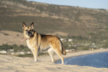 Hund auf Sanddüne am Strand, Tarifa, Spanien - DAMF00897