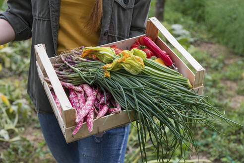 Female farmer holding fresh vegetable's crate in garden - EIF02297