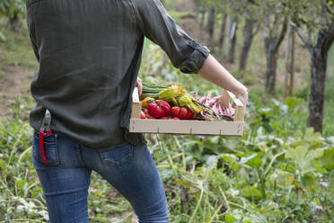 Bäuerin trägt Kiste mit Gemüse im Garten - EIF02300