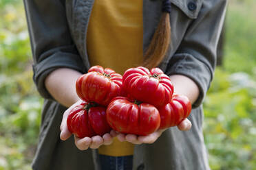 Bäuerin hält frische rote Tomaten im Garten - EIF02307