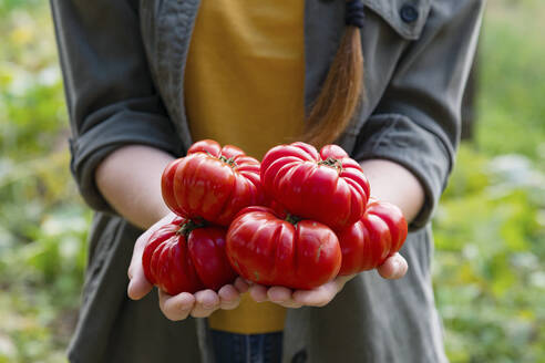 Female farmer holding fresh red tomatoes in garden - EIF02307