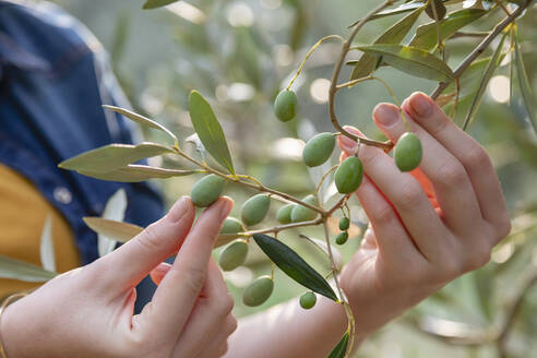 Woman picking fresh olives from tree - EIF02328