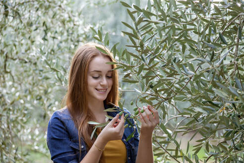 Lächelnde junge Frau, die Oliven auf einem Baum in einer ländlichen Umgebung untersucht - EIF02329