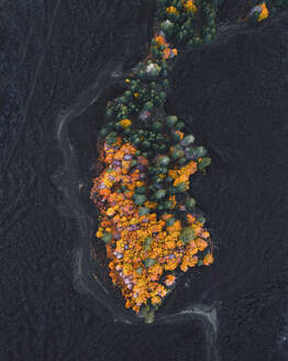 Aerial view of a colorful trees tiny forest in mount Etna, Sicily. - AAEF13180