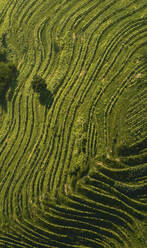Luftaufnahme eines wunderschönen terrassierten Weinbergs in der Poebene, Italien. - AAEF13205