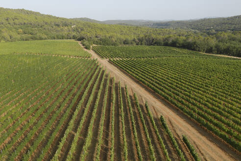 Luftaufnahme eines Weinbergs auf dem Land in der Nähe der Stadt Lorgues, Frankreich. - AAEF13219