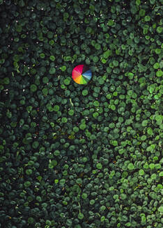 Aerial view of umbrella in lotus swamp in Vladivostok, Russia. - AAEF13263