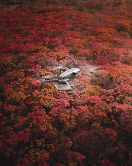 Aerial view of a drone flying over fall forest in Vladivostok, Russia. - AAEF13264