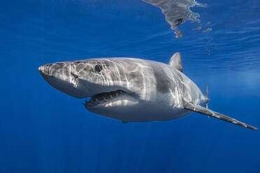 Mexico, Guadalupe, Great white shark underwater - ISF25346