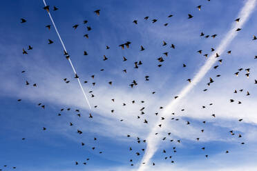 Flock of starlings flying against sky - NDF01358