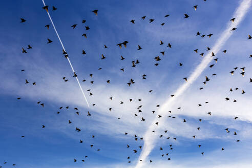 Starenschwarm fliegt gegen den Himmel - NDF01358