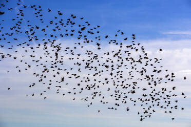 Flock of starlings flying against sky - NDF01359