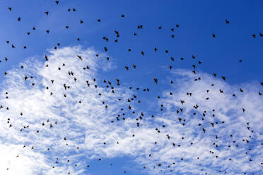 Flock of starlings flying against sky - NDF01360