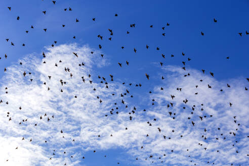 Starenschwarm fliegt gegen den Himmel - NDF01360