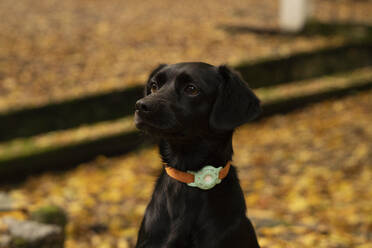 Hund schaut im Herbst im Park weg - SSGF00237