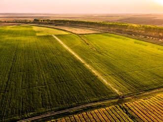 Aerial view of agricultural sprinklers irrigating vast soybean field at dawn - NOF00416