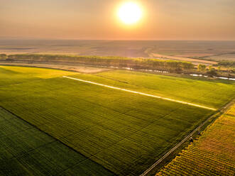 Luftaufnahme von landwirtschaftlichen Sprinklern zur Bewässerung eines großen Sojabohnenfeldes bei Sonnenaufgang - NOF00417