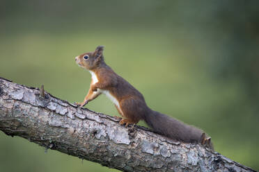 Rotes Eichhörnchen (Sciurus vulgaris), das auf einen Baumstamm klettert - MJOF01908