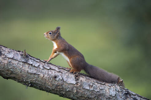 Rotes Eichhörnchen (Sciurus vulgaris), das auf einen Baumstamm klettert - MJOF01908