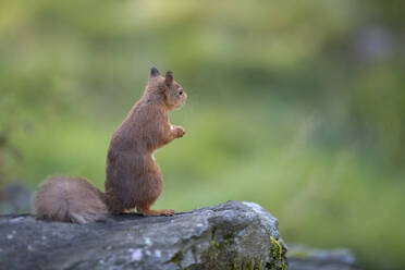 Rotes Eichhörnchen (Sciurus vulgaris), stehend auf felsigem Untergrund - MJOF01909