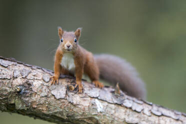 Rotes Eichhörnchen (Sciurus vulgaris) schaut in die Kamera, während es auf einen Baumstamm klettert - MJOF01910