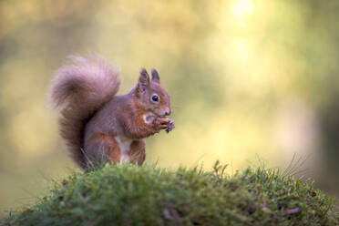 Rotes Eichhörnchen (Sciurus vulgaris) beim Fressen im Freien - MJOF01911