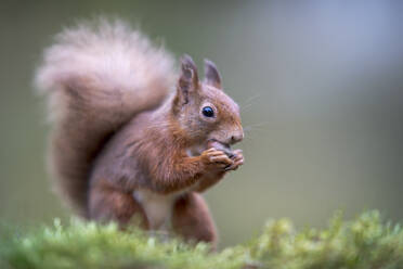 Rotes Eichhörnchen (Sciurus vulgaris) beim Fressen im Freien - MJOF01913