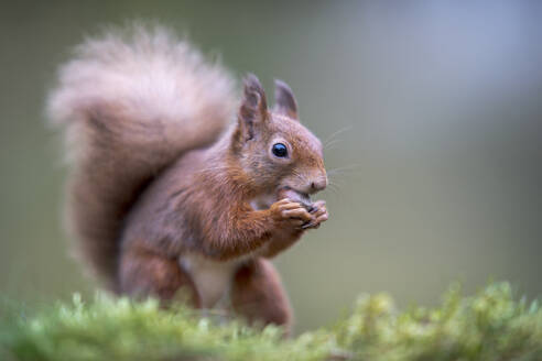 Rotes Eichhörnchen (Sciurus vulgaris) beim Fressen im Freien - MJOF01913