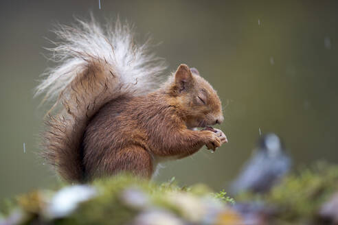 Rotes Eichhörnchen (Sciurus vulgaris) beim Fressen im Freien - MJOF01914