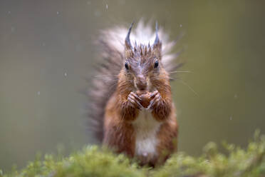 Rotes Eichhörnchen (Sciurus vulgaris) beim Fressen im Freien - MJOF01916