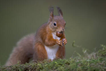 Rotes Eichhörnchen (Sciurus vulgaris) beim Fressen im Freien - MJOF01917