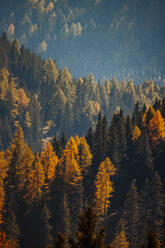 Weite Herbstwälder im Lachtal - DAWF02119