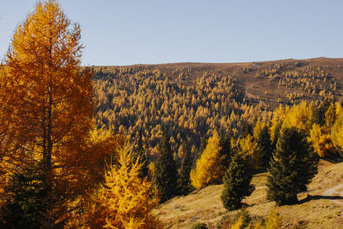 Herbstlich gefärbter Wald im Lachtal - DAWF02120