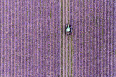 Luftaufnahme von perfekten Reihen eines Lavendelfeldes, das von einem Mann und seinem Sohn mit einem grünen Lastwagen abgeerntet wird, Chadeleuf, Puy de dome, Auvergne, Frankreich. - AAEF13290