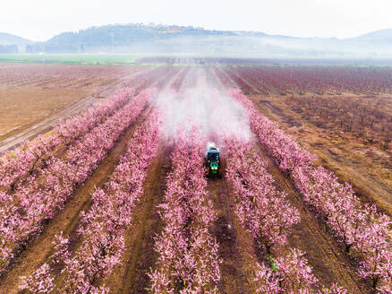 Aerial view of a tractor spraying fertiliser in Almond plantation just before sunrise during a foggy day, Beit HaKerem Valley, Israel. - AAEF13312